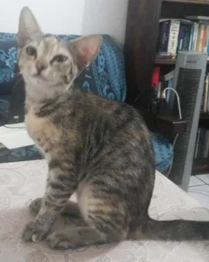 Gato raça Vira-Lata idade 2 a 6 meses nome Rajada