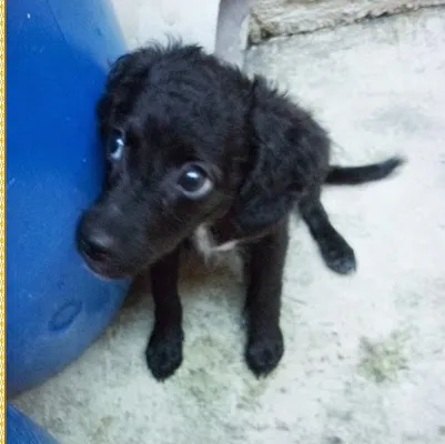 Cachorro ra a SRD idade 2 a 6 meses nome Valentina