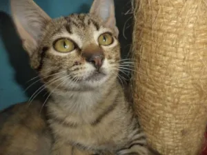 Gato raça SRD idade 2 a 6 meses nome Pepsi