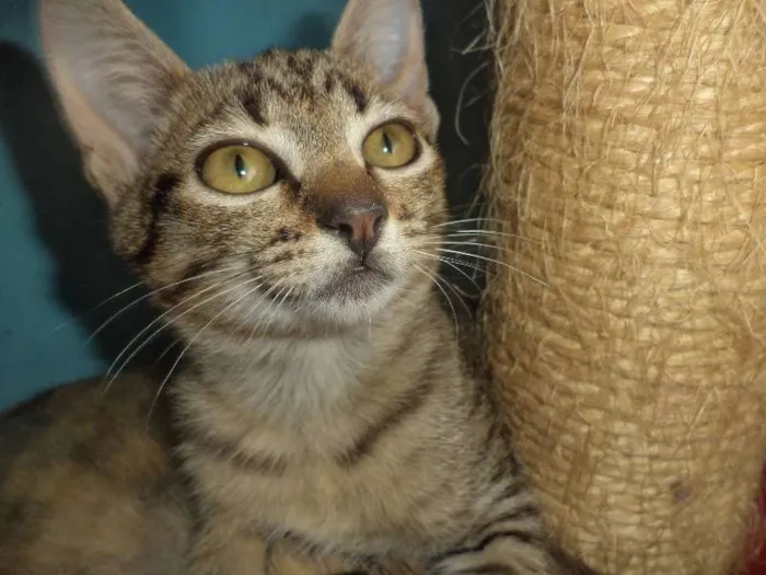 Gato ra a SRD idade 2 a 6 meses nome Pepsi