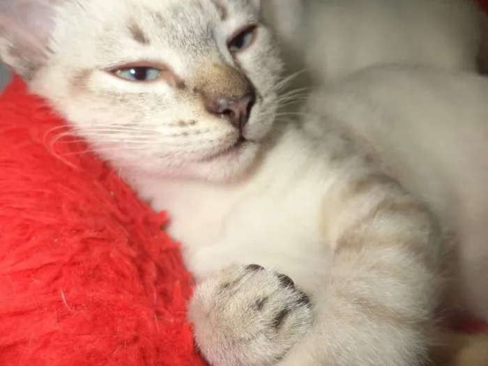 Gato ra a SRD idade 2 a 6 meses nome Schweppes