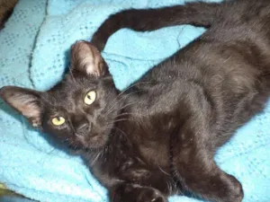 Gato raça SRD idade 7 a 11 meses nome Ameixa