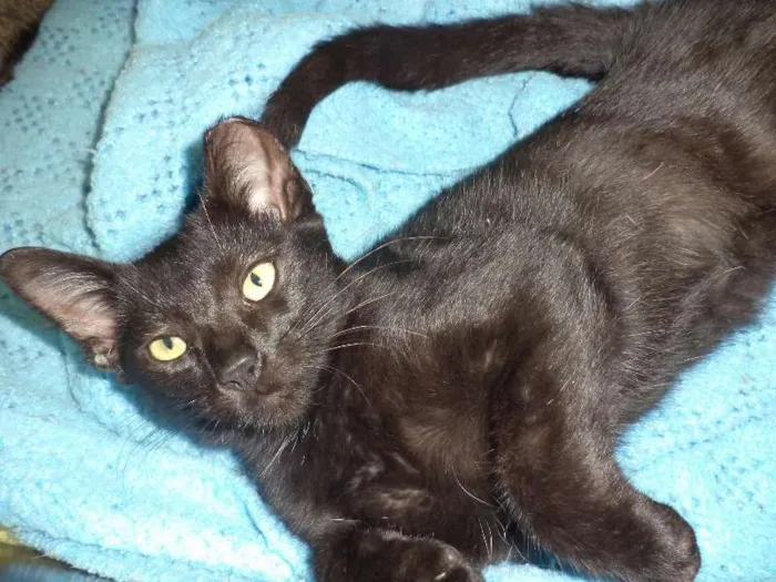 Gato ra a SRD idade 7 a 11 meses nome Ameixa