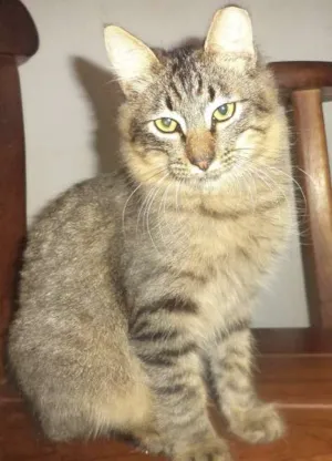 Gato raça SRD idade 7 a 11 meses nome Léo