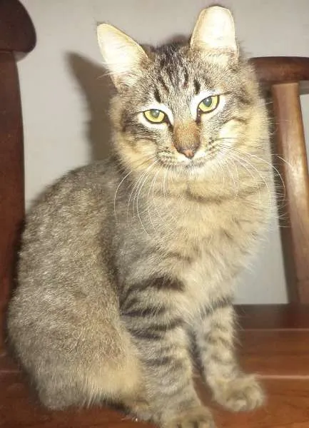 Gato ra a SRD idade 7 a 11 meses nome Léo