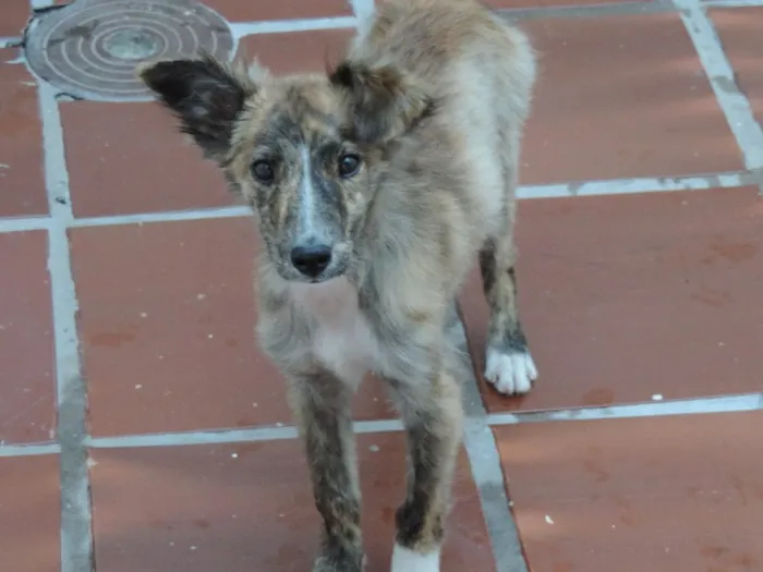 Cachorro ra a Vira lata idade 2 a 6 meses nome Jack