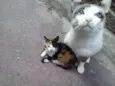 FOFURAS
