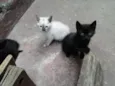 FOFURAS