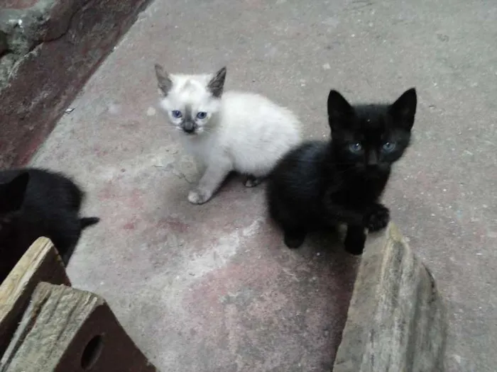 Gato ra a SRD idade Abaixo de 2 meses nome FOFURAS