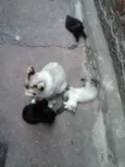 FOFURAS