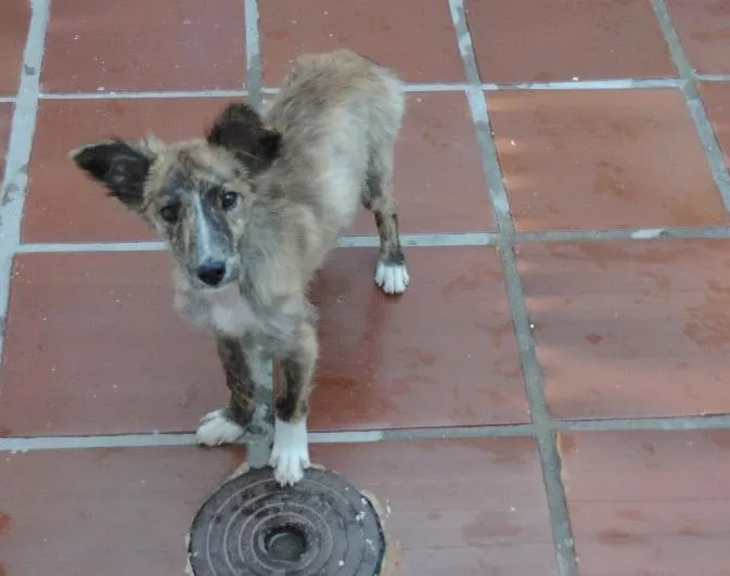 Cachorro ra a Vira lata idade 2 a 6 meses nome Jack