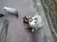 FOFURAS