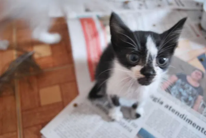 Gato ra a  idade Abaixo de 2 meses nome Pequeno filhotinho