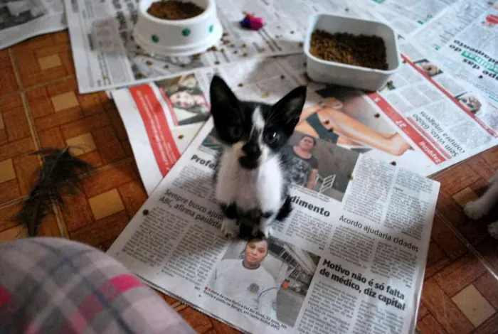 Gato ra a  idade Abaixo de 2 meses nome Pequeno filhotinho