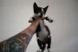 Pequeno filhotinho