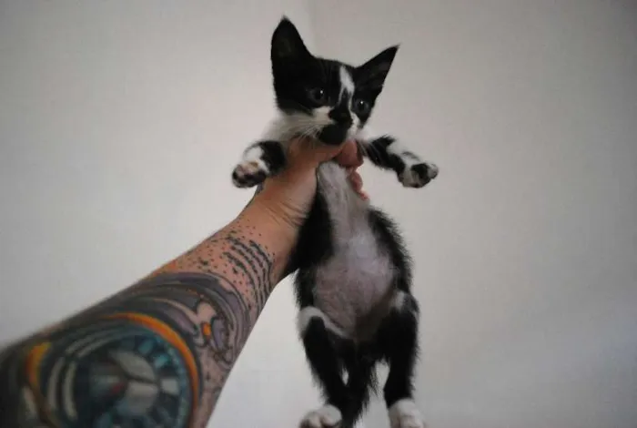 Gato ra a  idade Abaixo de 2 meses nome Pequeno filhotinho