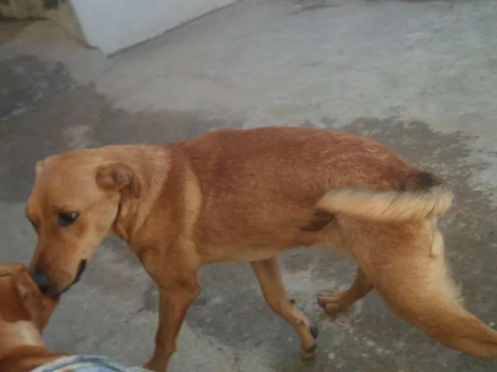 Cachorro ra a Box com Labrador idade 7 a 11 meses nome Otto