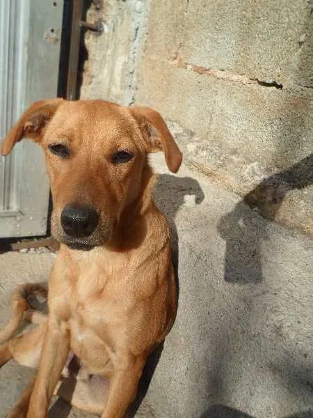 Cachorro ra a Box com Labrador idade 7 a 11 meses nome Otto