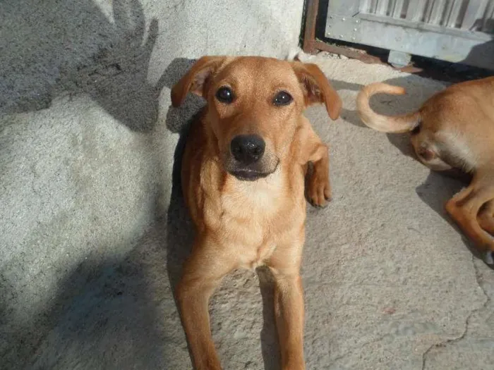 Cachorro ra a Box com Labrador idade 7 a 11 meses nome Otto