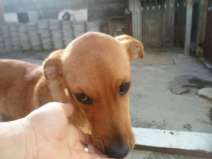 Cachorro ra a Box com Labrador idade 7 a 11 meses nome Otto