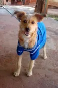 Menino