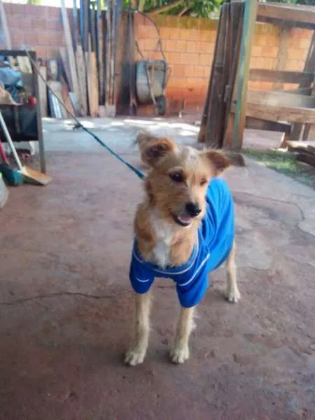 Cachorro ra a SRD idade  nome Menino 