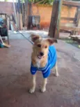 Menino