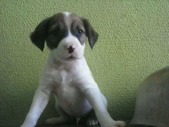 Cachorro ra a SRD idade  nome Lindos filhotes