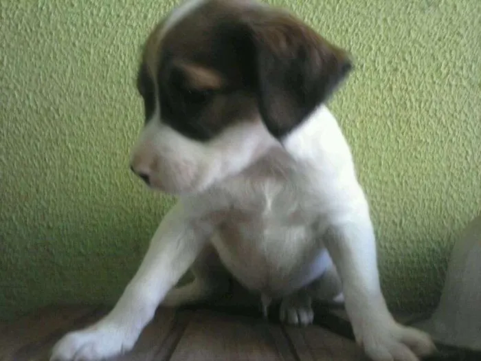 Cachorro ra a SRD idade  nome Lindos filhotes