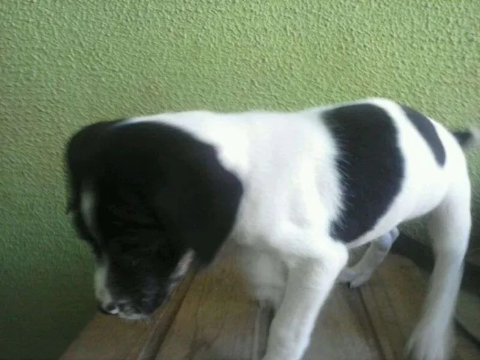 Cachorro ra a SRD idade  nome Lindos filhotes