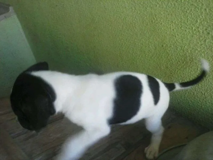 Cachorro ra a SRD idade  nome Lindos filhotes
