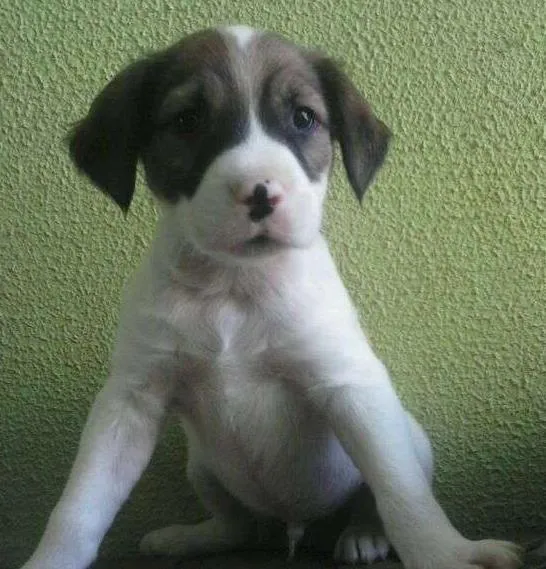 Cachorro ra a SRD idade  nome Lindos filhotes