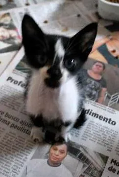 Gato ra a  idade Abaixo de 2 meses nome Pequeno filhotinho