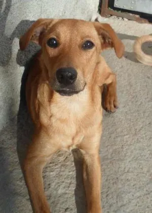Cachorro raça Box com Labrador idade 7 a 11 meses nome Otto