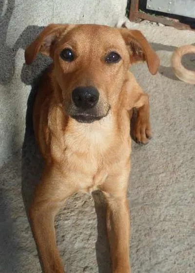 Cachorro ra a Box com Labrador idade 7 a 11 meses nome Otto