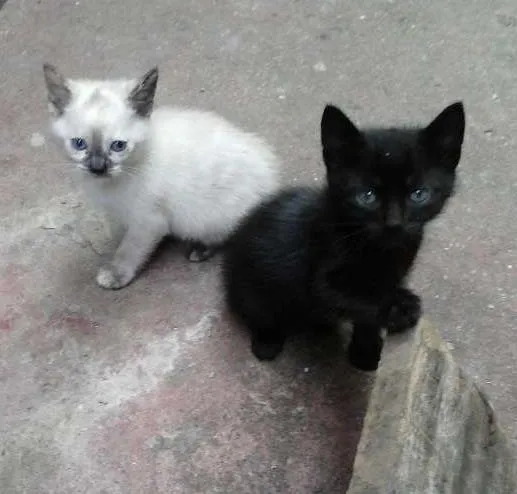 Gato ra a SRD idade Abaixo de 2 meses nome FOFURAS