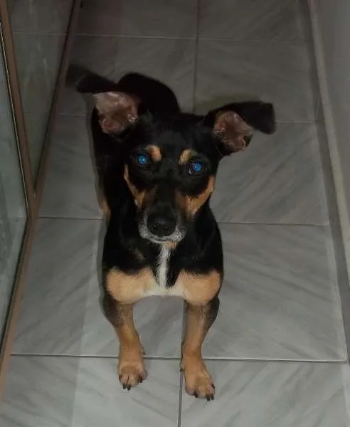 Cachorro ra a Mestiço Pincher idade  nome Pitocp