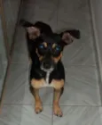Pitocp