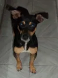 Pitocp