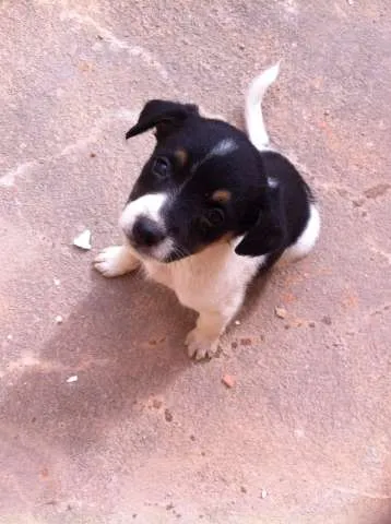 Cachorro ra a SRD idade Abaixo de 2 meses nome milù