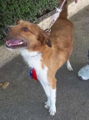 Cachorro raça srd idade  nome Zé