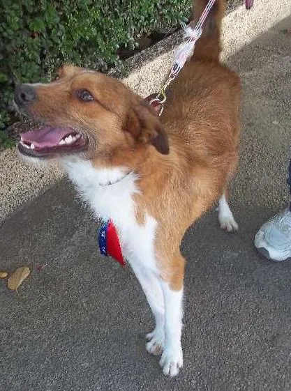 Cachorro ra a srd idade  nome Zé