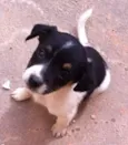 milù