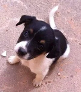 Cachorro ra a SRD idade Abaixo de 2 meses nome milù