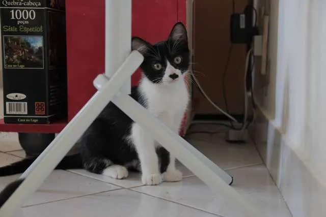 Gato raça SRD idade 2 a 6 meses nome Bethinha