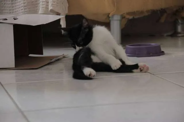 Gato raça SRD idade 2 a 6 meses nome Bethinha