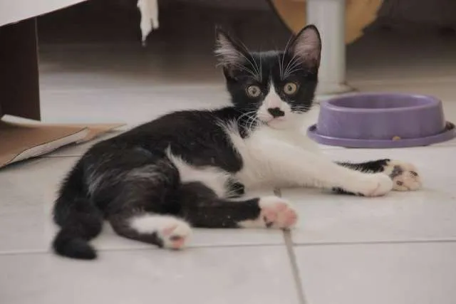 Gato raça SRD idade 2 a 6 meses nome Bethinha