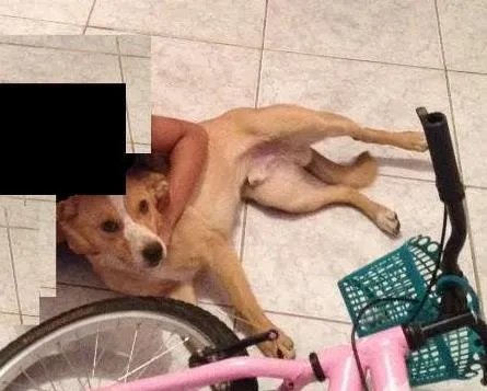 Cachorro ra a Vira Lata idade 1 ano nome Bili