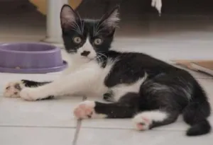 Gato raça SRD idade 2 a 6 meses nome Bethinha