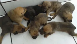 Cachorro raça Misturado idade Abaixo de 2 meses nome Sem nome